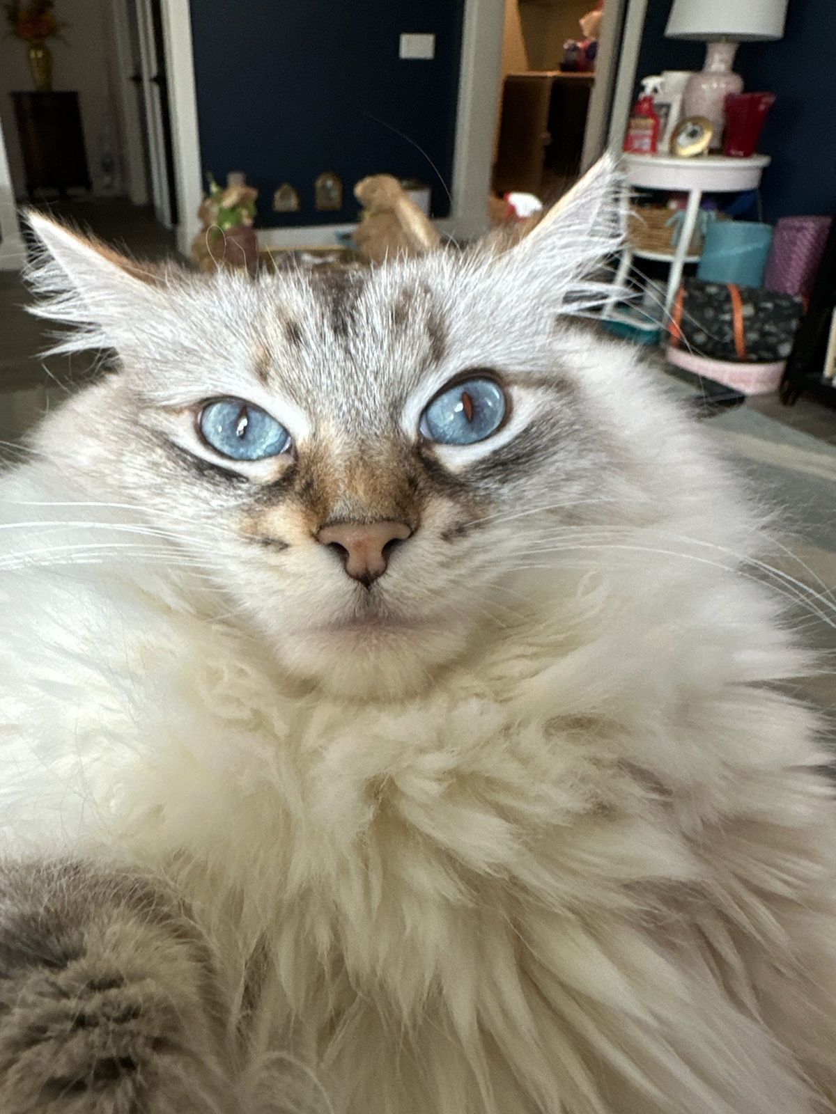 a black and white cat is sitting on a table
