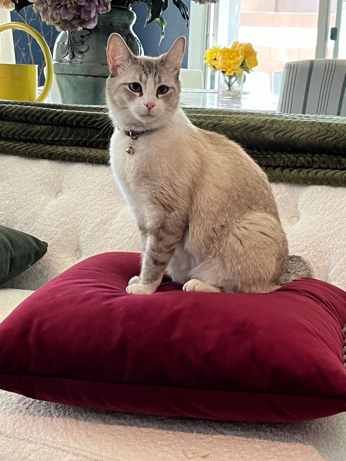 a black and white cat is sitting on a pink table
