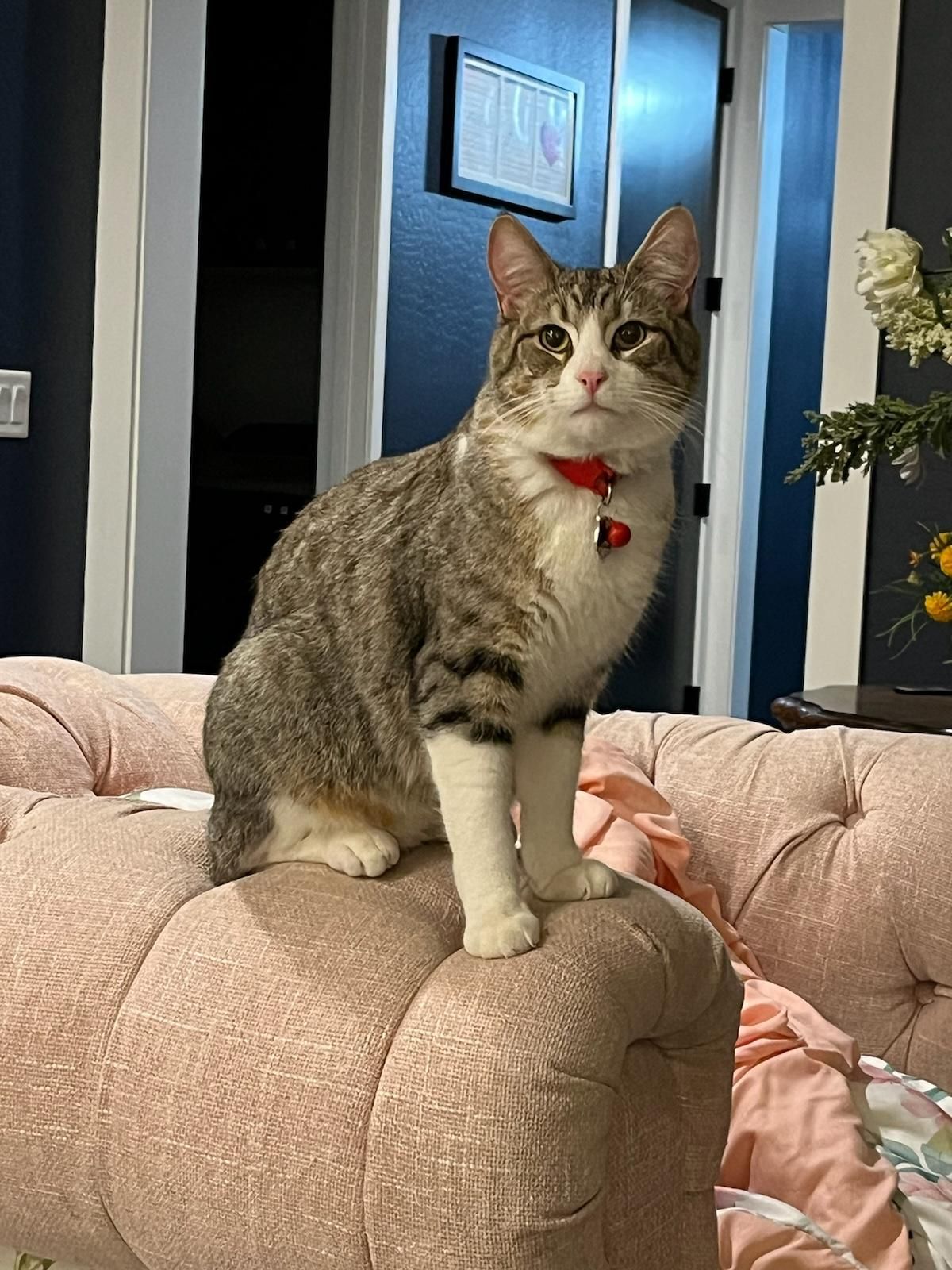 a close up of a cat looking up on a green background