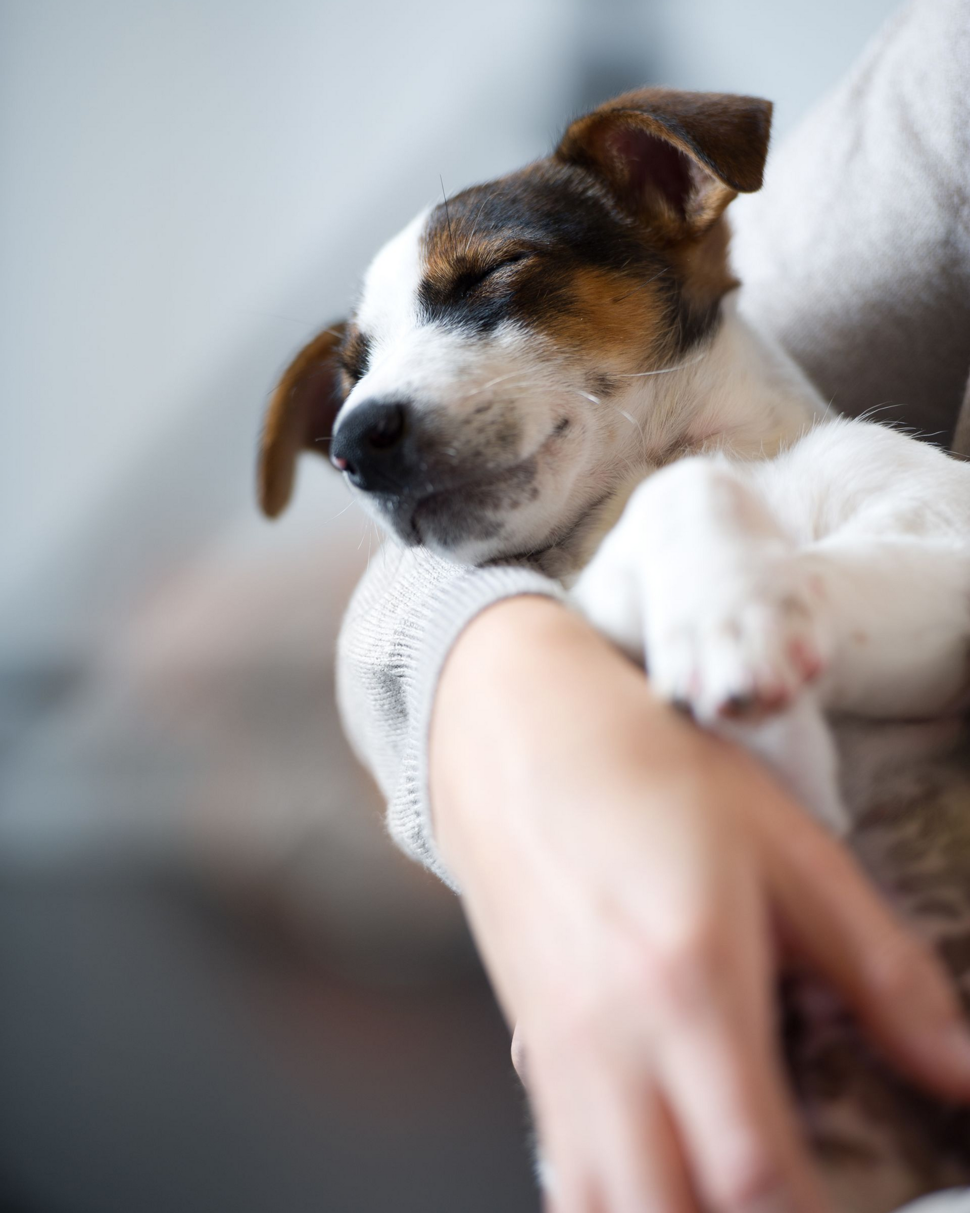 A small, tri-colored puppy with closed eyes sleeping peacefully while being held in a person's arms.