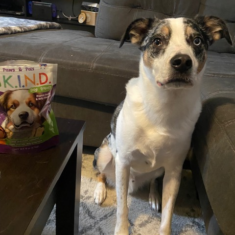 A dog is sitting on a couch next to a bag of dog food.