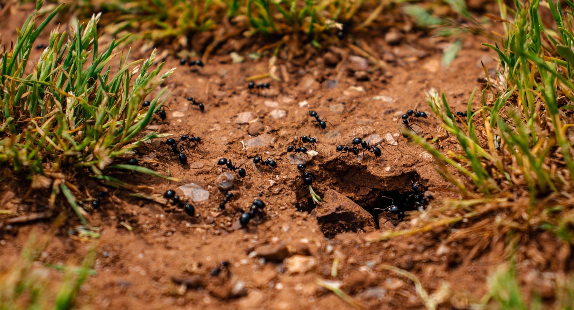 Colony of ants on the ground next to a grassy area 