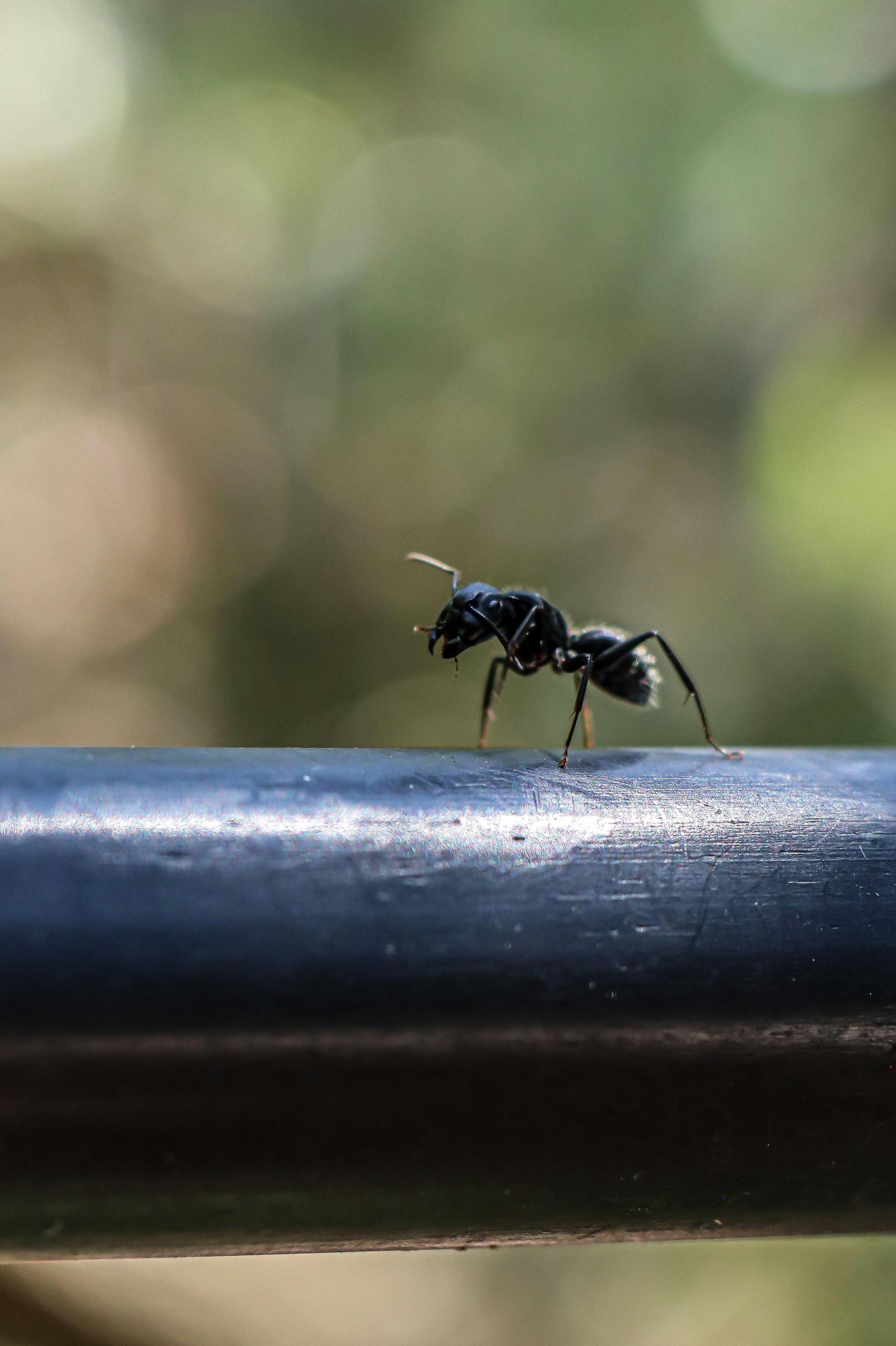 Odorous Ant in kitchen in Everett, Wa