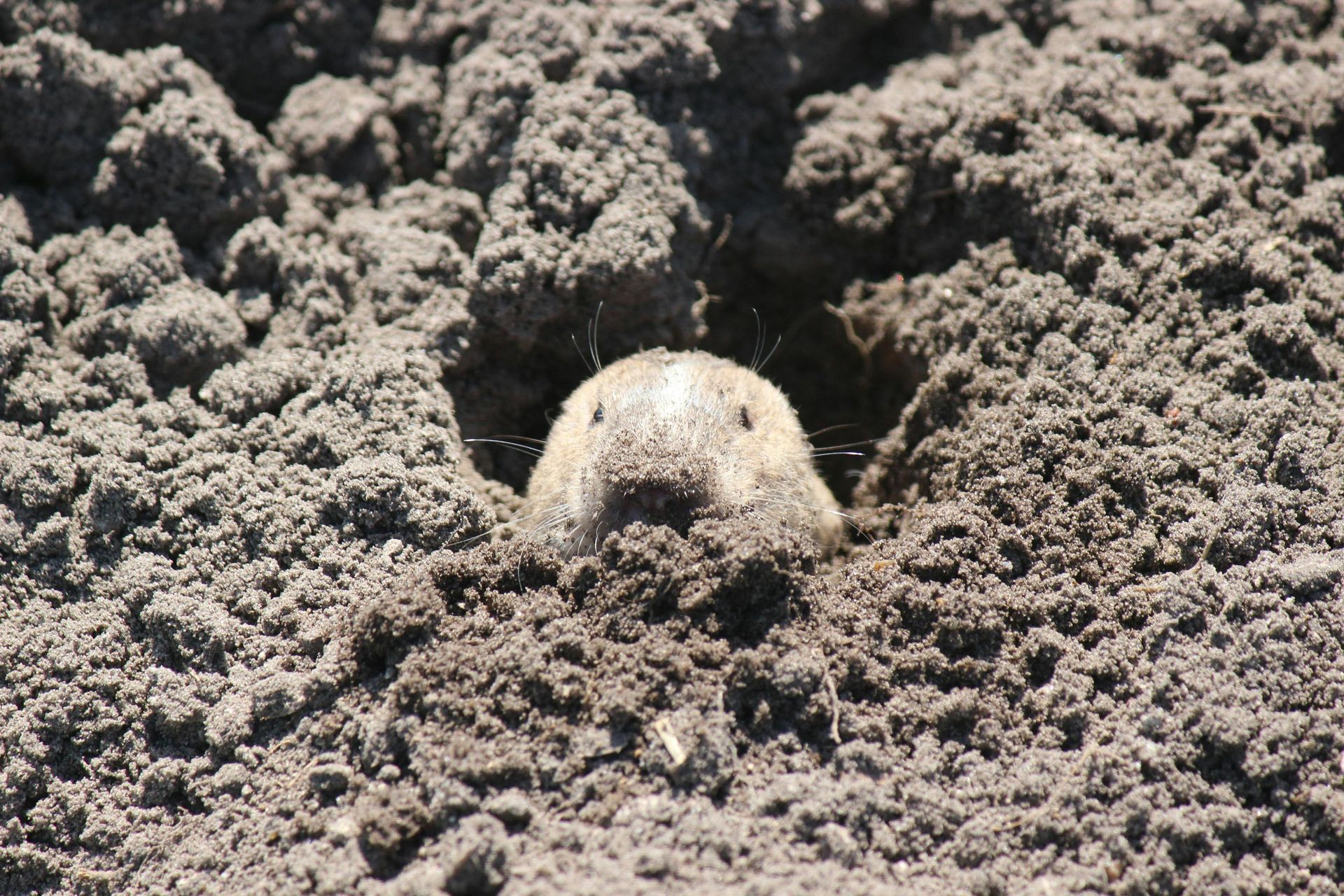 Mole tunneling underground in lawn soil in Everett, WA. 
