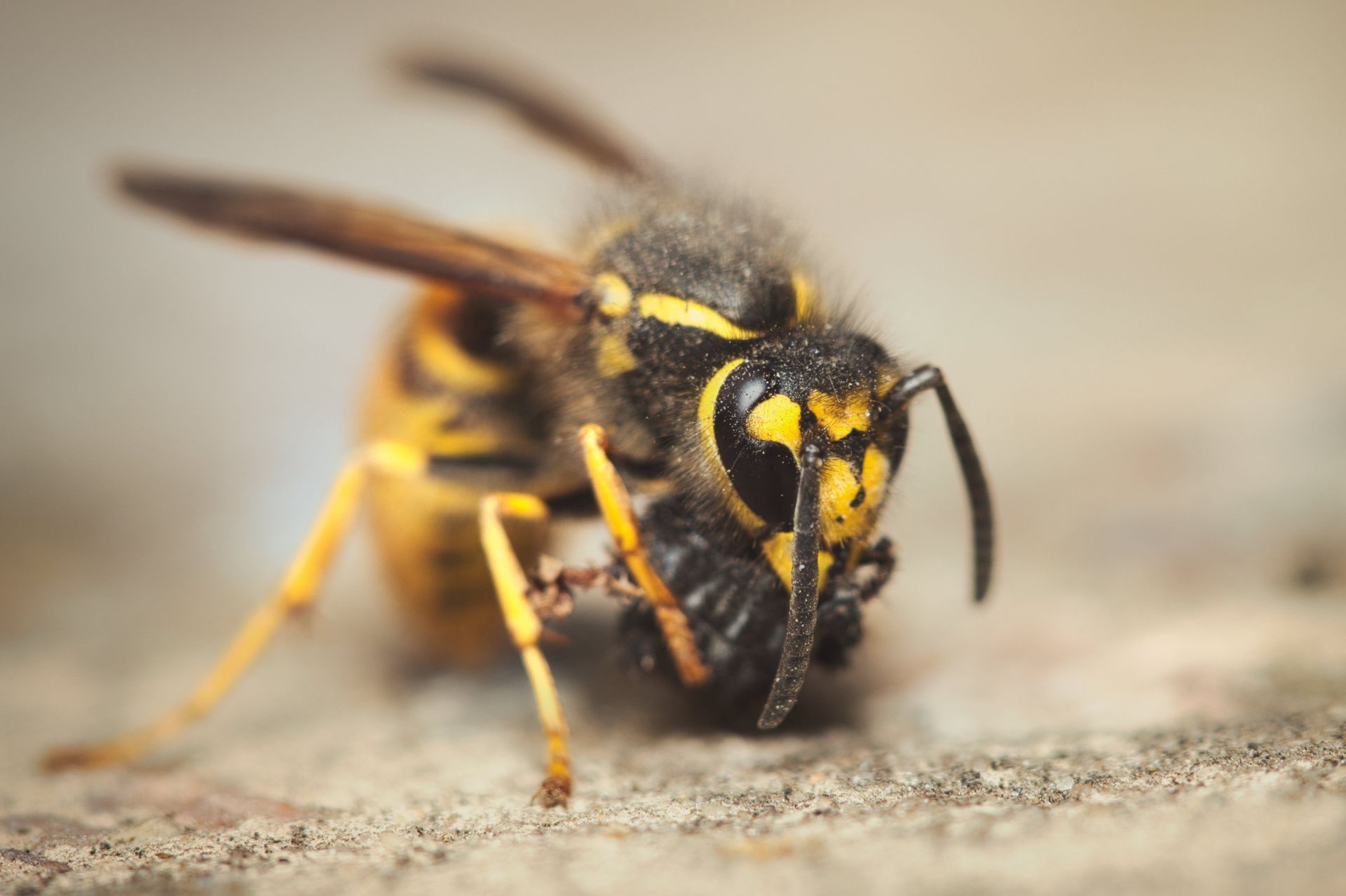 yellow jacket removal in Mukilteo, Wa