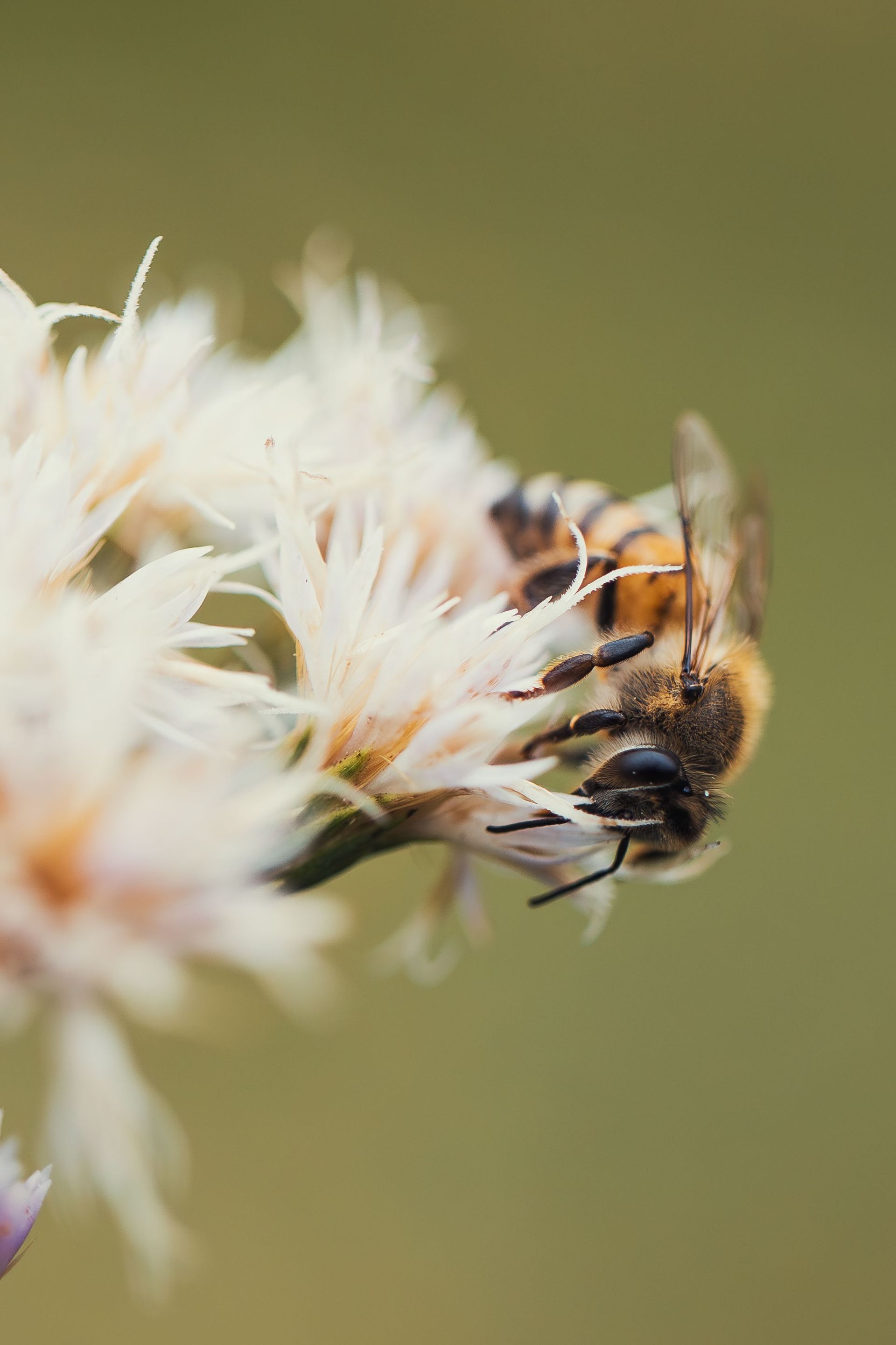 Professional bee control in Mukilteo, Wa