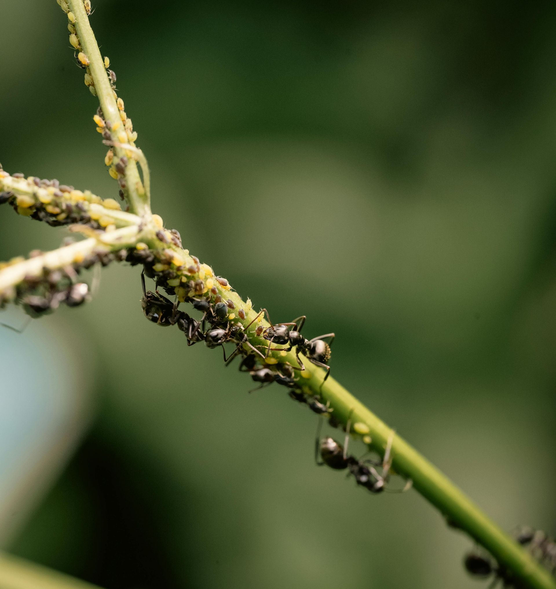 odorous ants about to enter kitchen in Everett