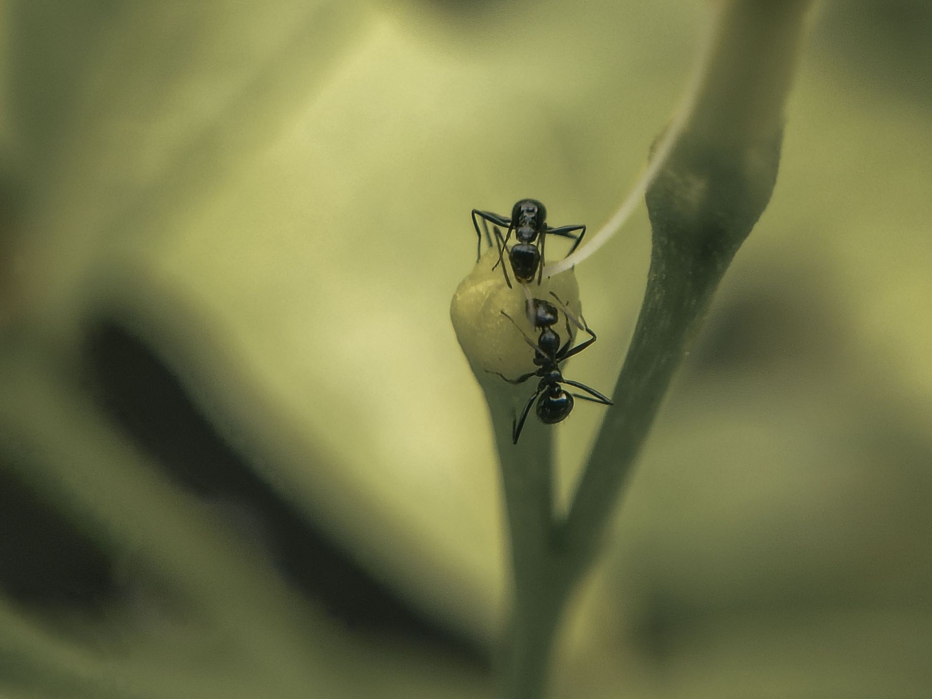 Ant extermination