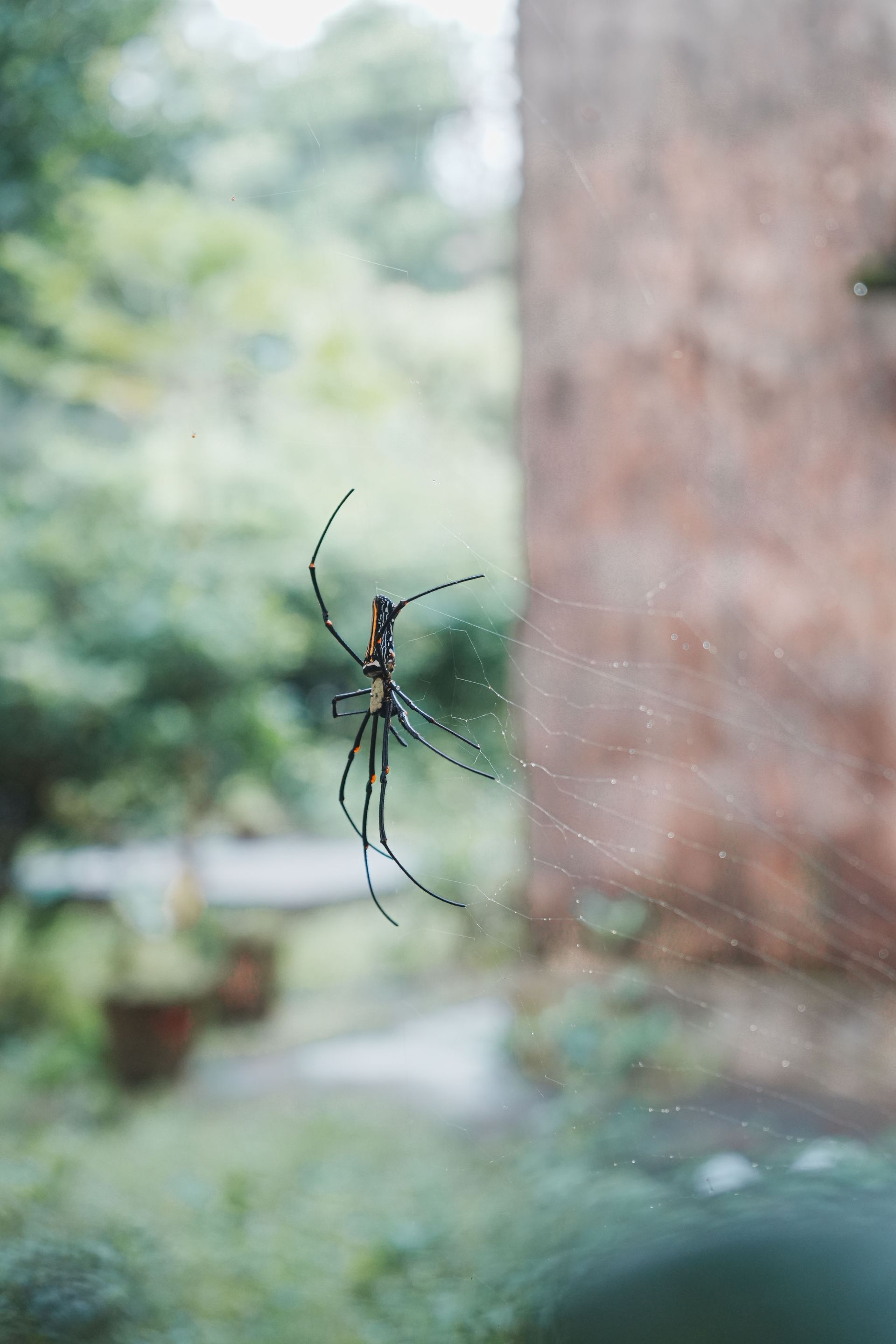 Spider control 