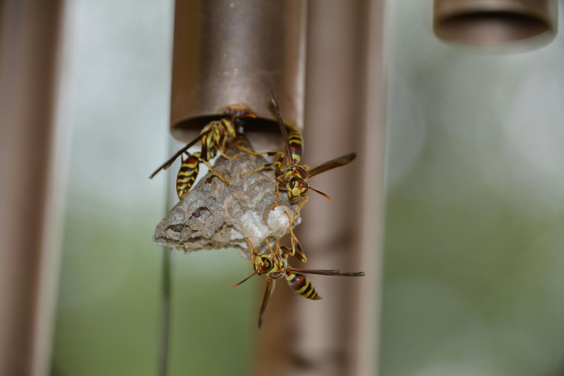 wasp removal in Lynnwood, Wa