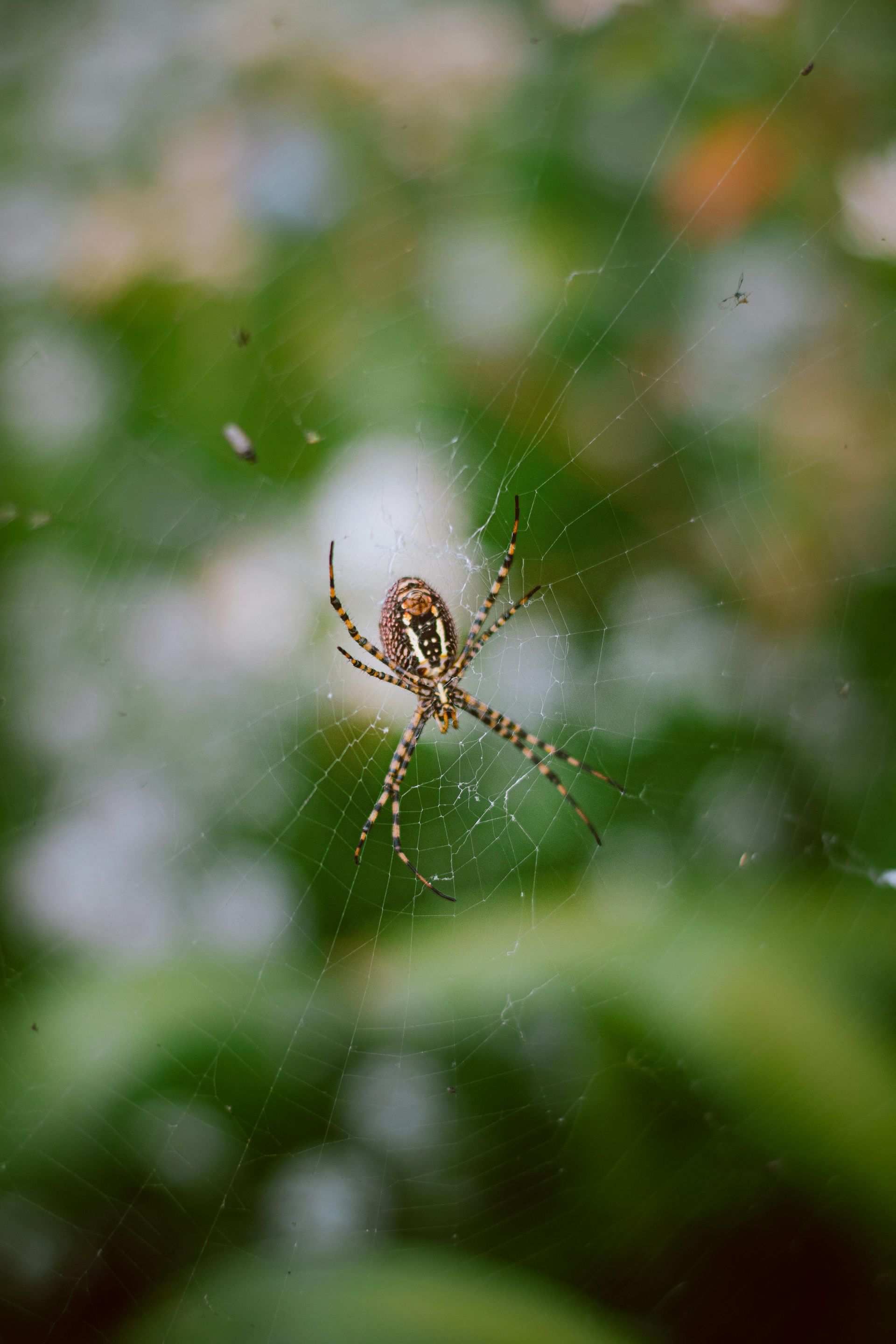 Spider extermination in Mukilteo, Wa