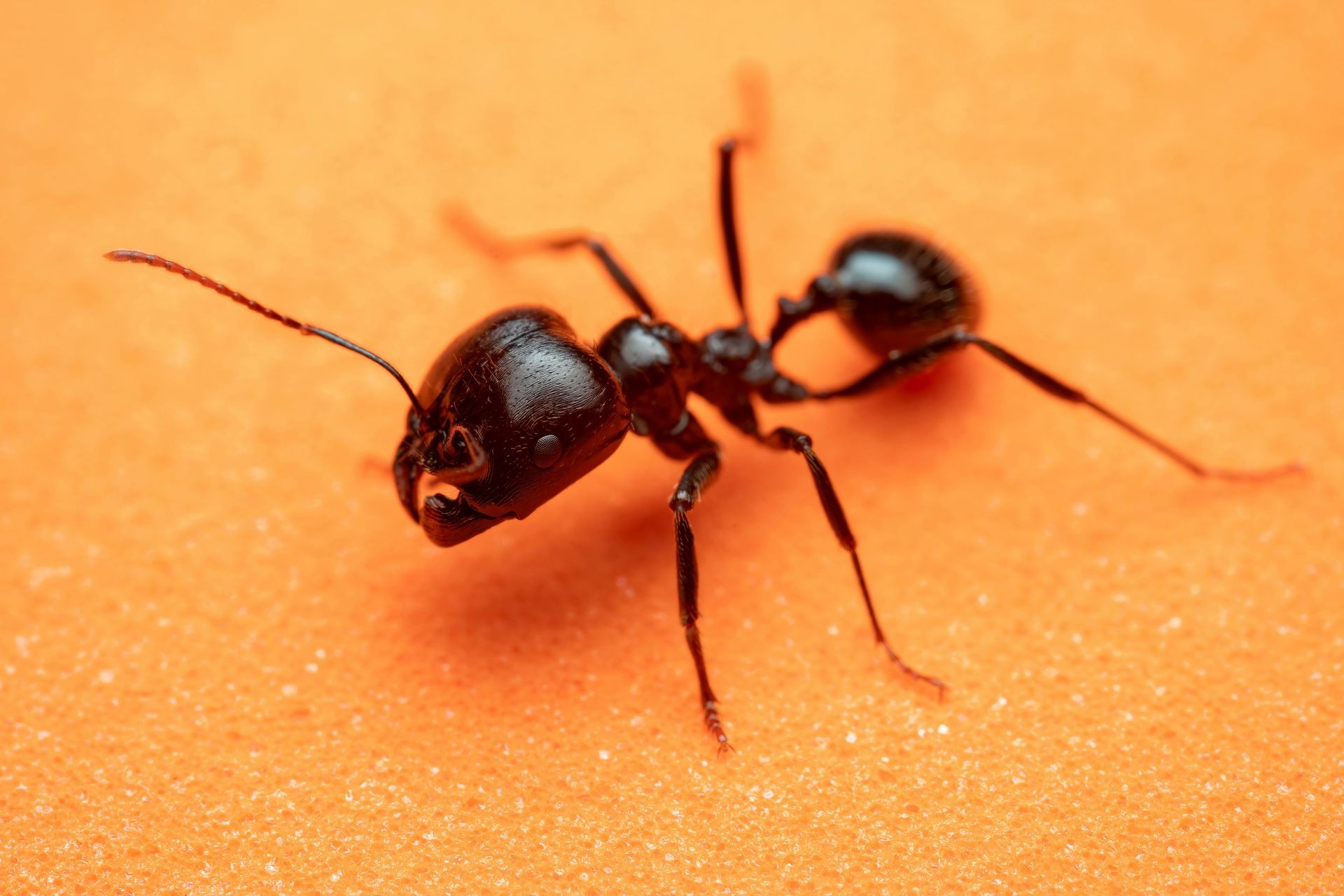ant extermination in Everett, Wa