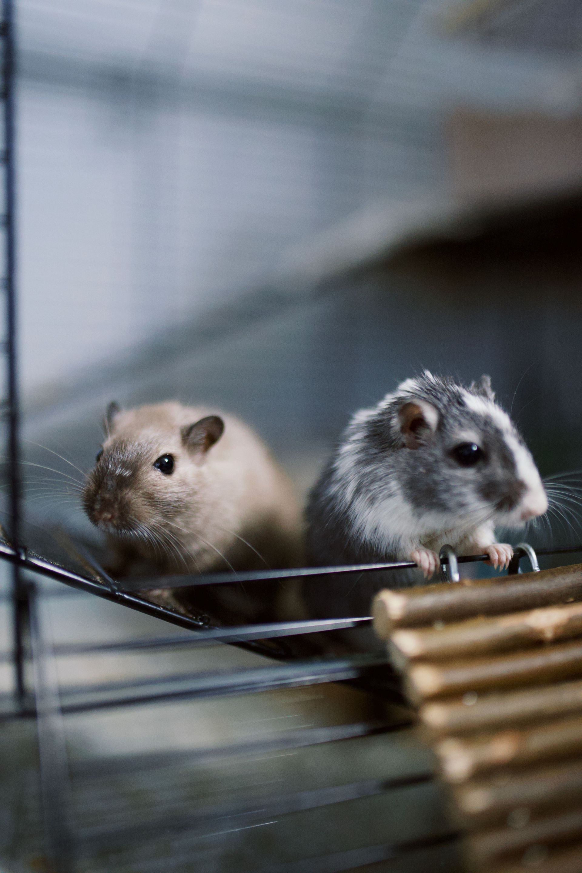 rodent exterminator 