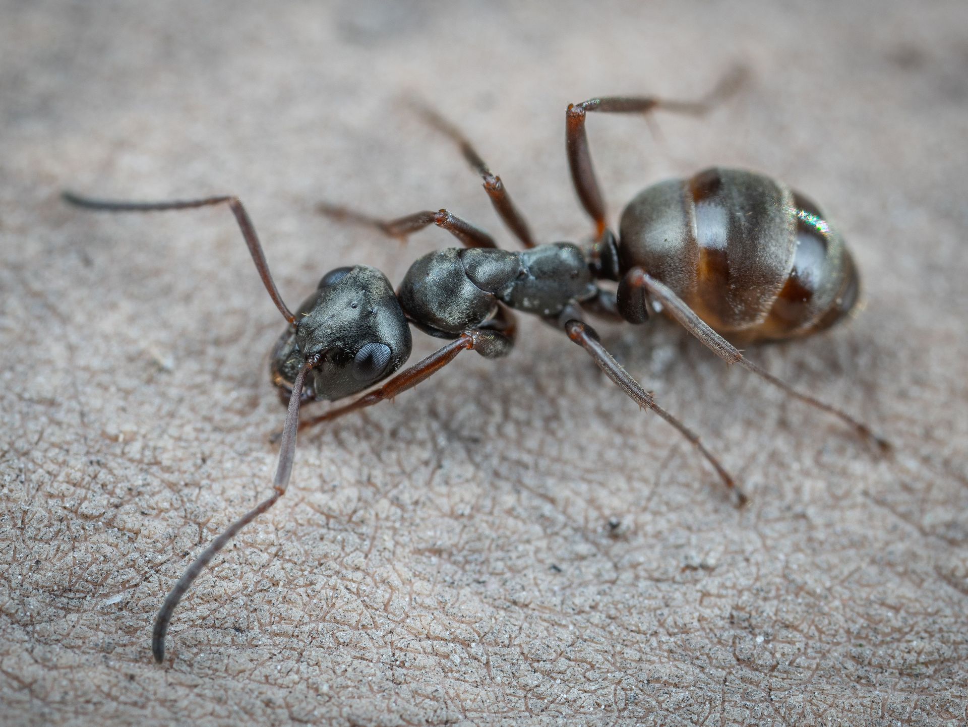 Ant extermination in Mukilteo, Wa