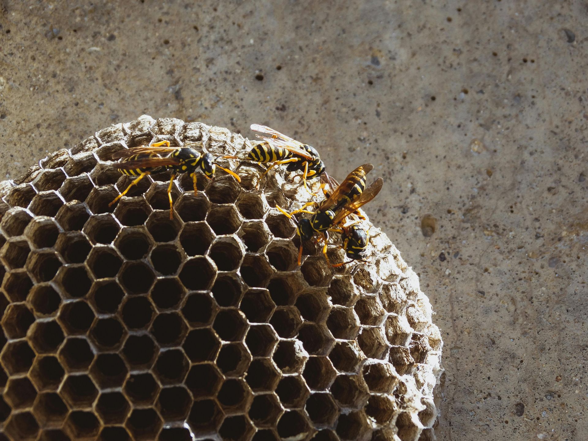 Wasp removal in everett, Wa