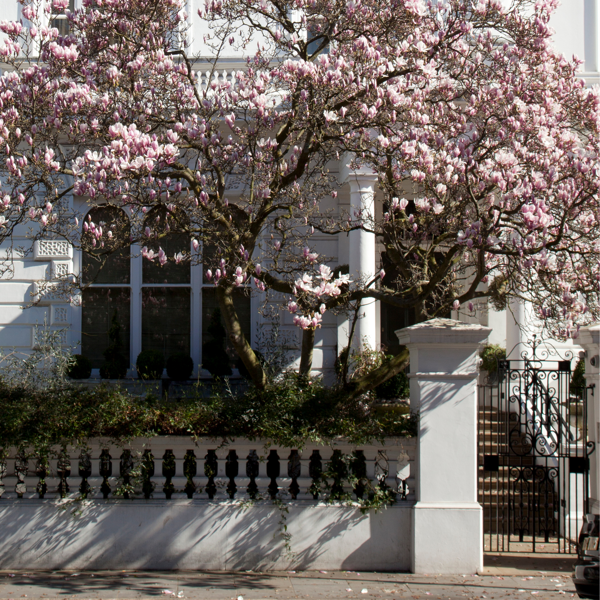A tree with pink flowers is in front of a white building