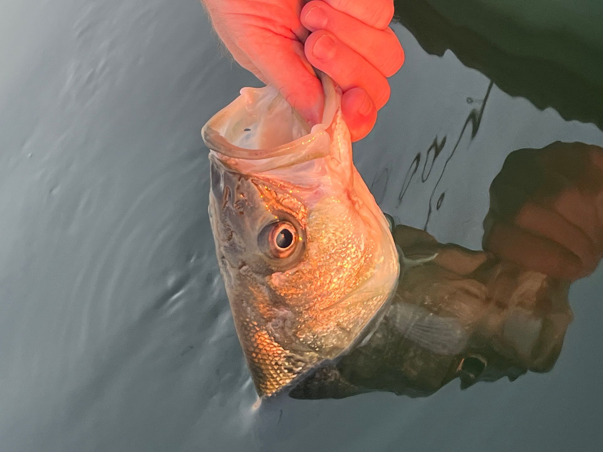 A person is holding a fish in their hand in the water.