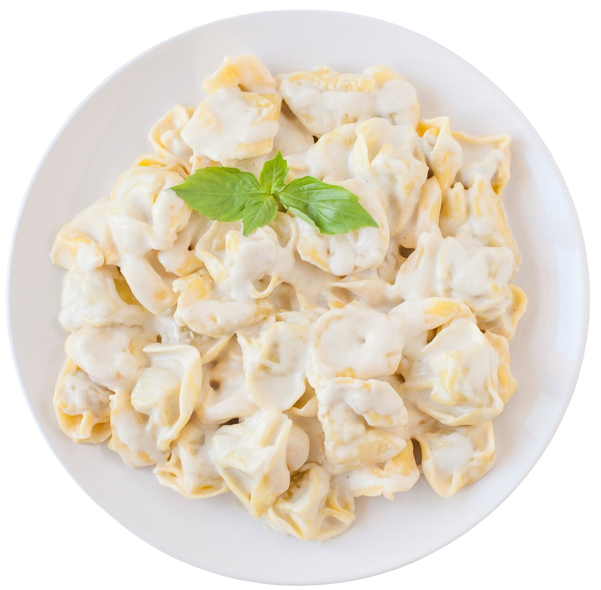 Tortellini pasta with creamy white sauce on a white plate, garnished with basil.