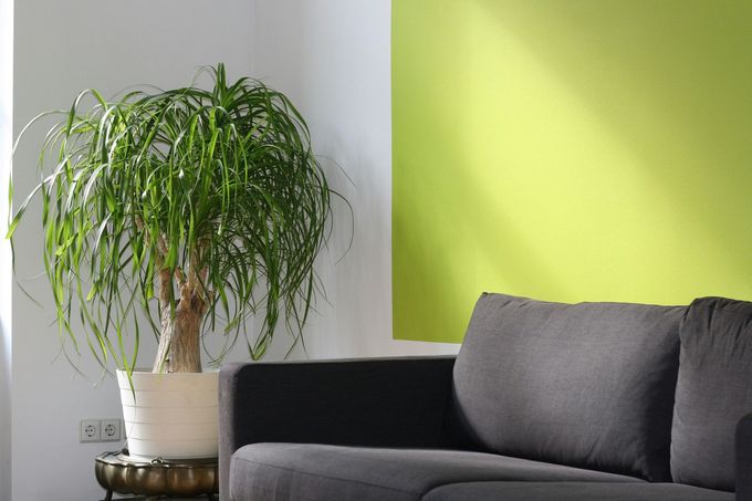 A living room with a couch and a potted plant