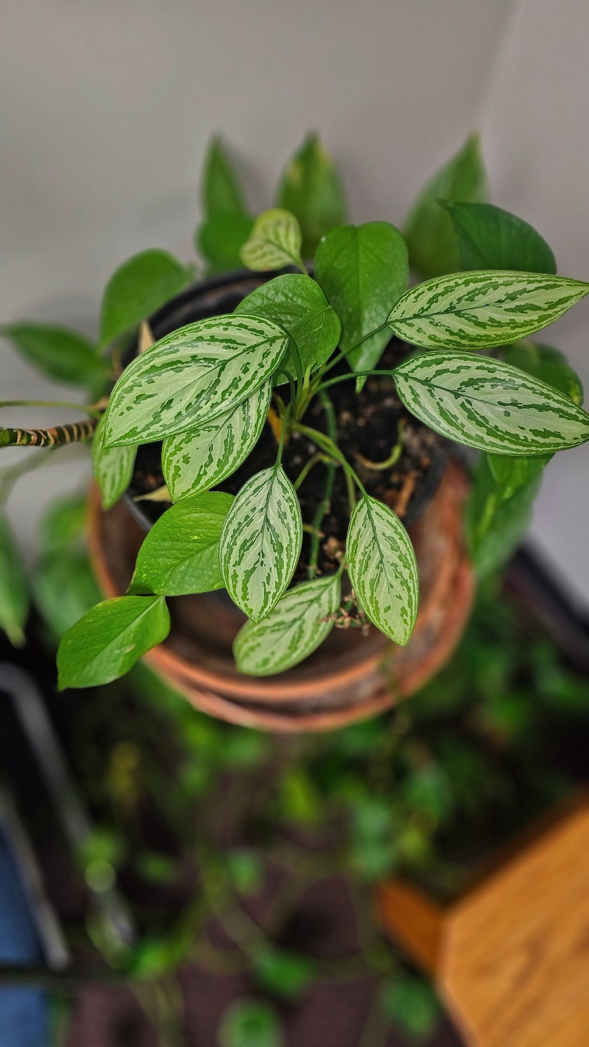 Potted plant with speckled green and white leaves. Plant is on a terracotta saucer, with other green plants in background.