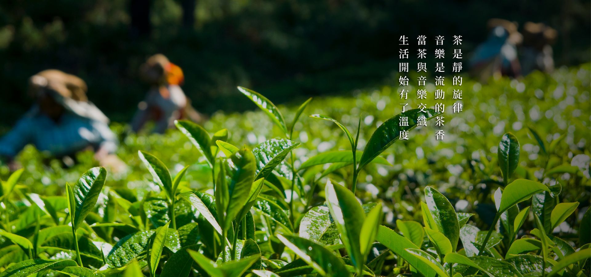 茗樂.茗露 | 茶詩