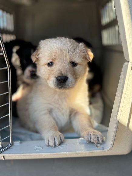 Soul Dog Rescue