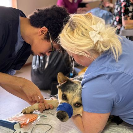 Soul Dog Rescue