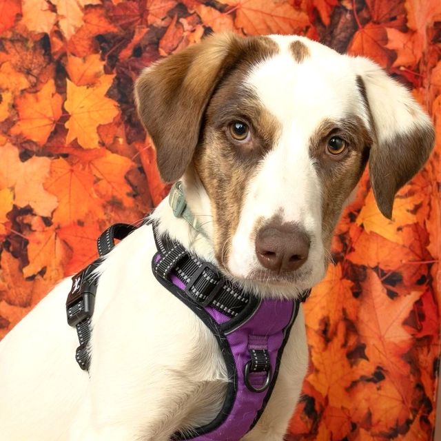 Shepherd + Mixed Breed Looking for Forever Homes - Montclair Girl