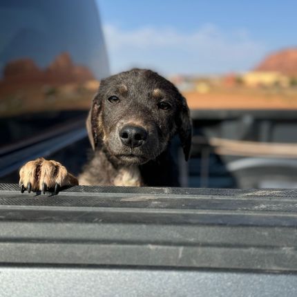 Soul Dog Dog for adoption - Pip (Gentle Soul, Big Heart, Ready for a