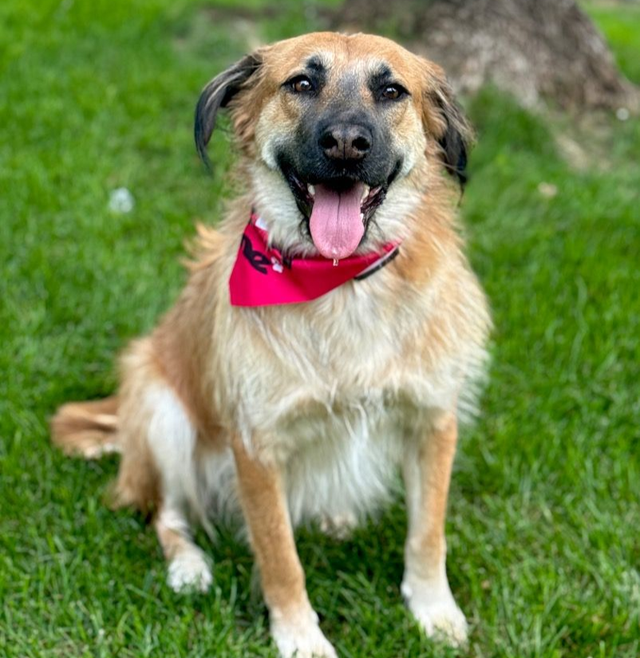 Soul Dog Adopt