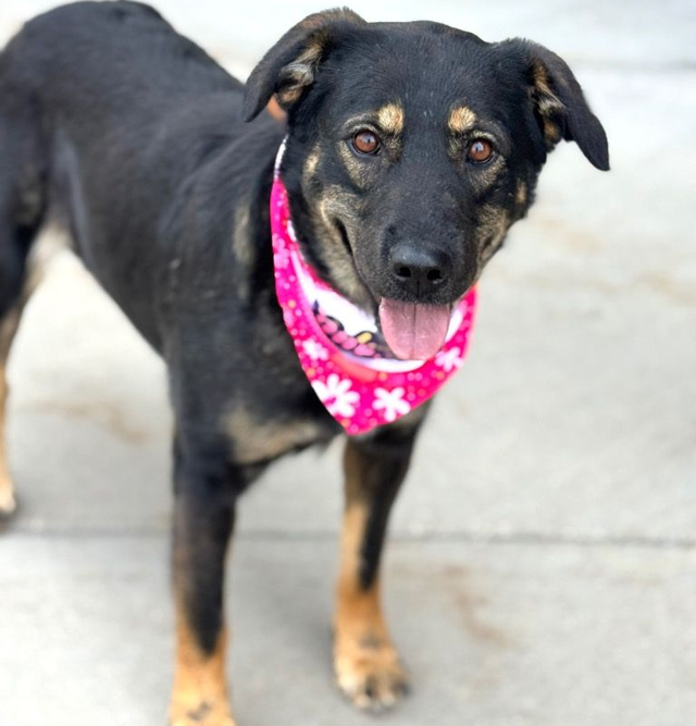 Soul Dog Adopt