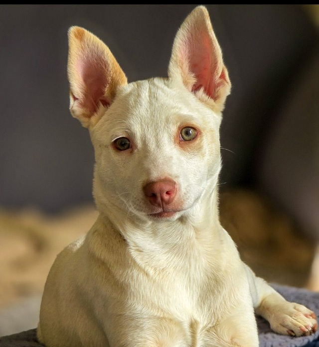 Soul Dog Adopt