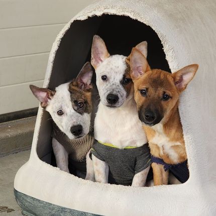 Soul Dog Soul Dog Rescue