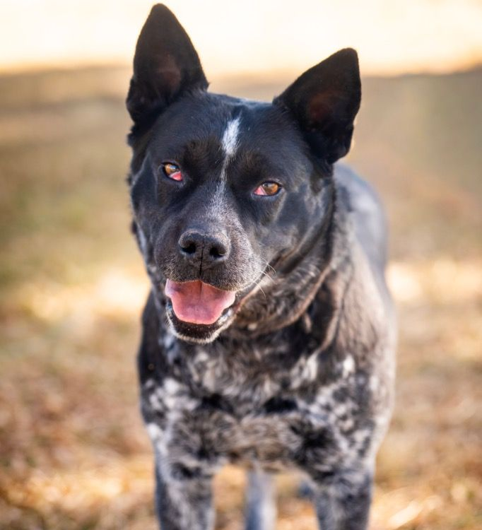 Adopt