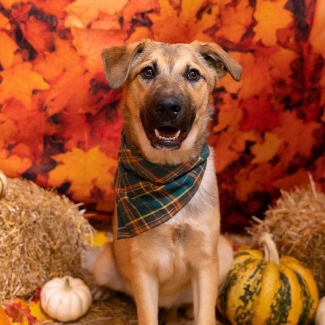 Shepherd + Mixed Breed Looking for Forever Homes - Montclair Girl