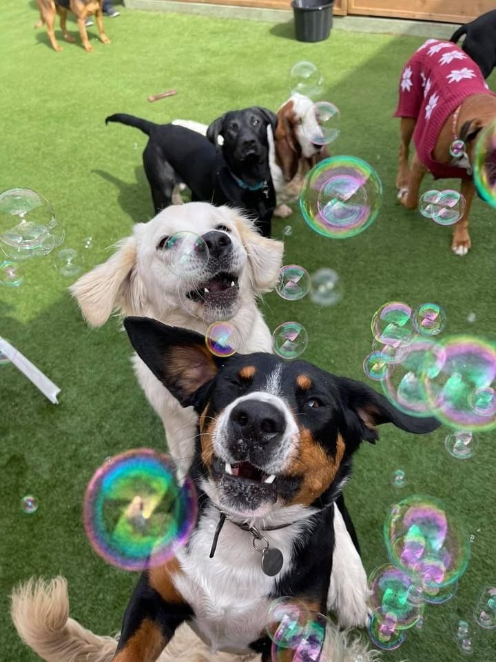 Dogs and Divas Doggy Day Care Trafford Park, Manchester