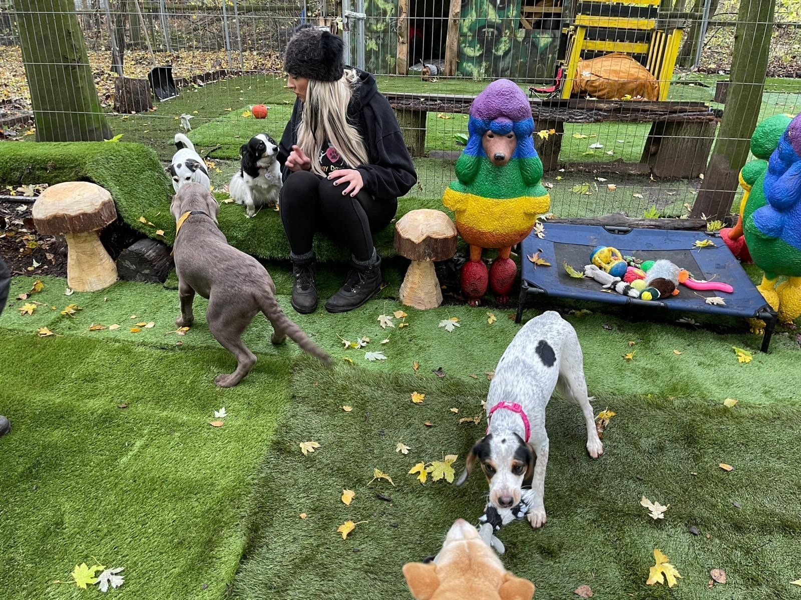 Dogs and Divas Doggy Day Care Trafford Park, Manchester