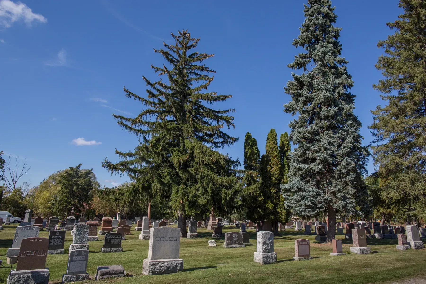 Cemetery with gravestones, tall evergreen trees, and a clear blue sky on a sunny day