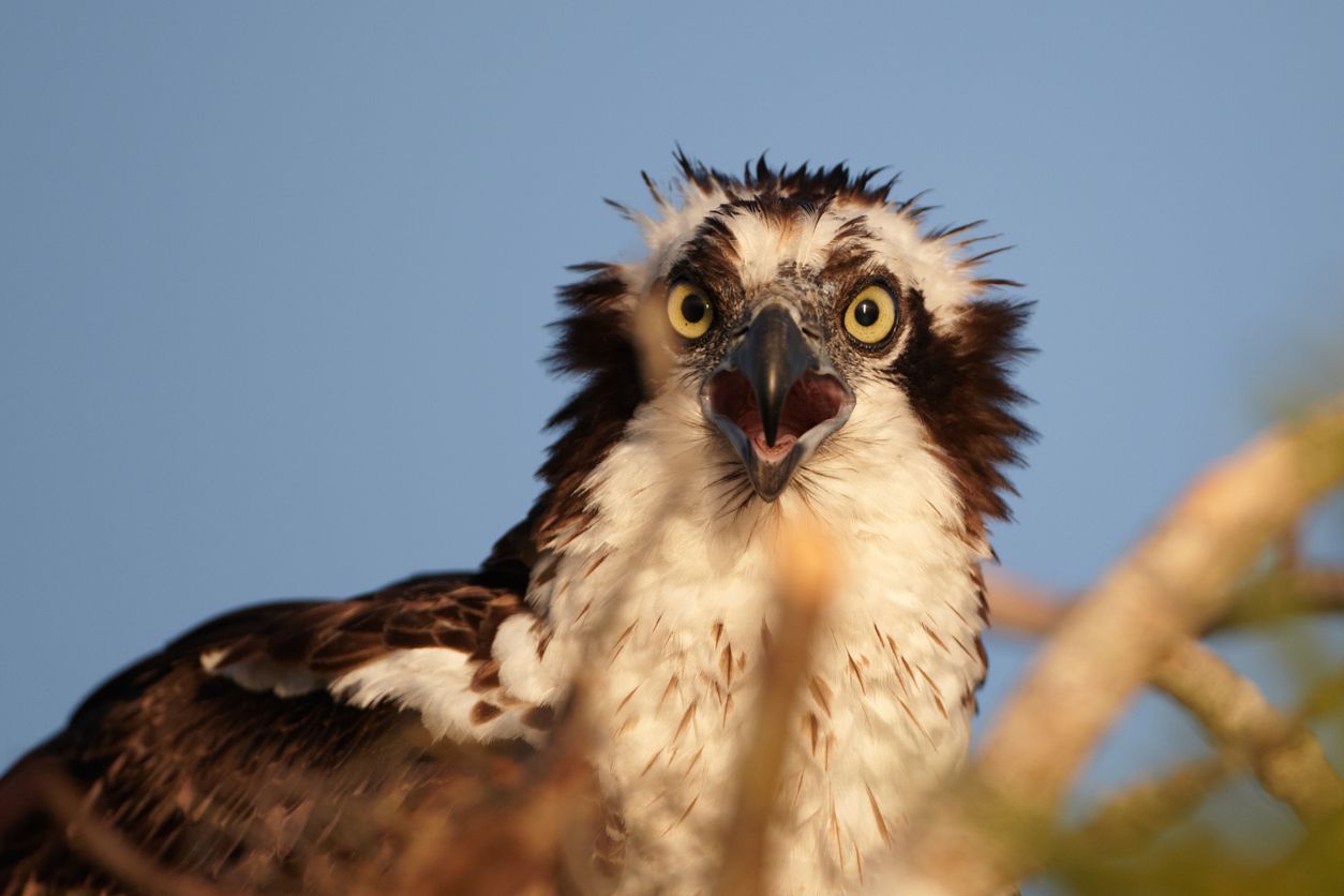 Osprey Bird