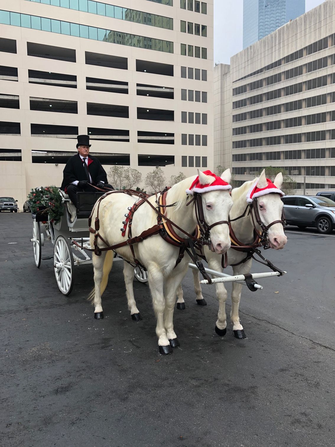 horse-drawn white carriage