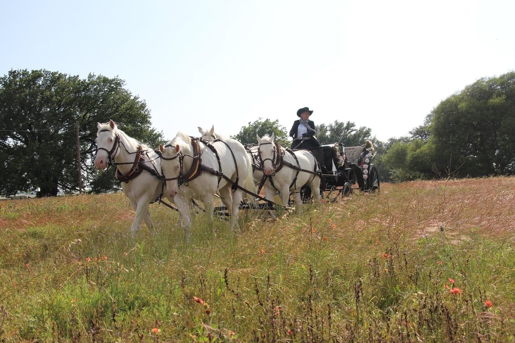 horse-drawn wedding