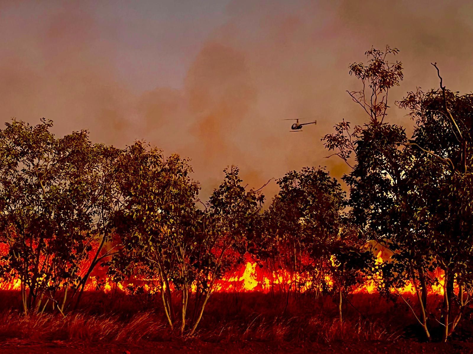 Wildfire burning through a forest, with flames visible at the base of trees and smoke in the sky.