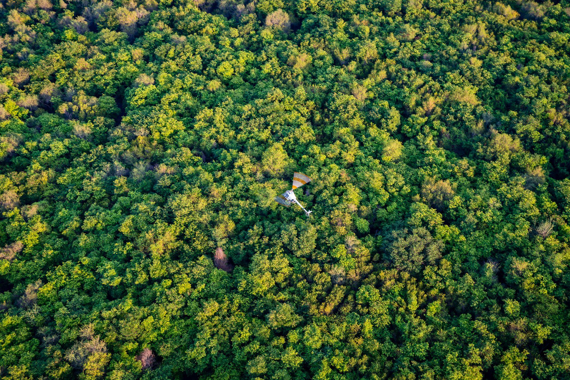 Aerial view of a dense green forest with a small helicopter flying overhead.