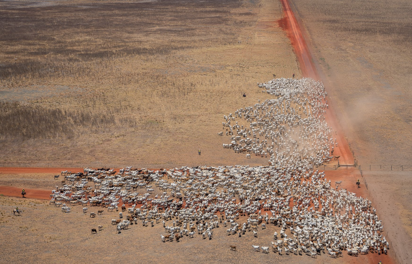 Cattle herd on a reddish dirt road in a vast, arid landscape.
