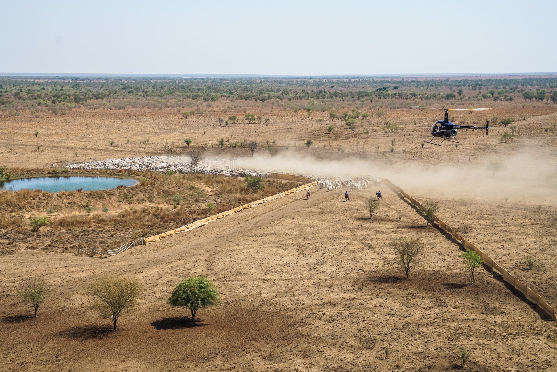 Helicopter herding sheep near a water source and fence in a dry, open landscape.
