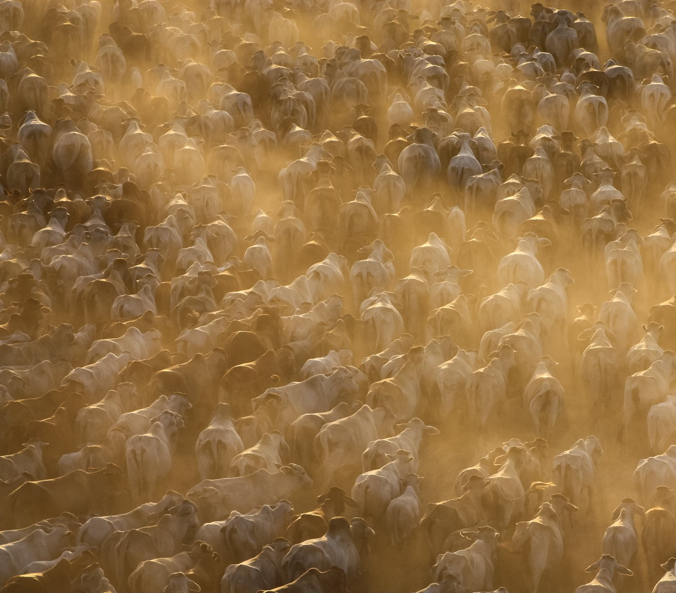 A large herd of white animals kicks up dust in golden sunlight.