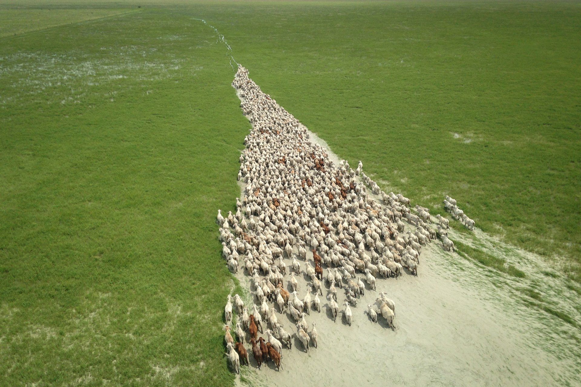 Flock of sheep moving across a green field, leaving a dusty trail.