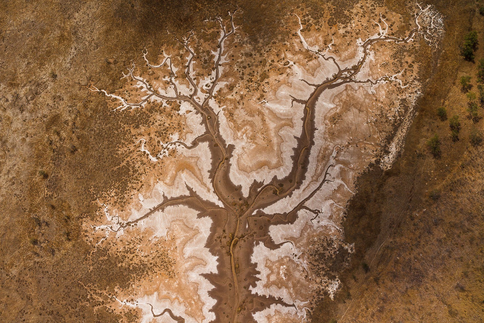 Brown and tan landscape with a natural salt formation in the shape of a tree, viewed from above.