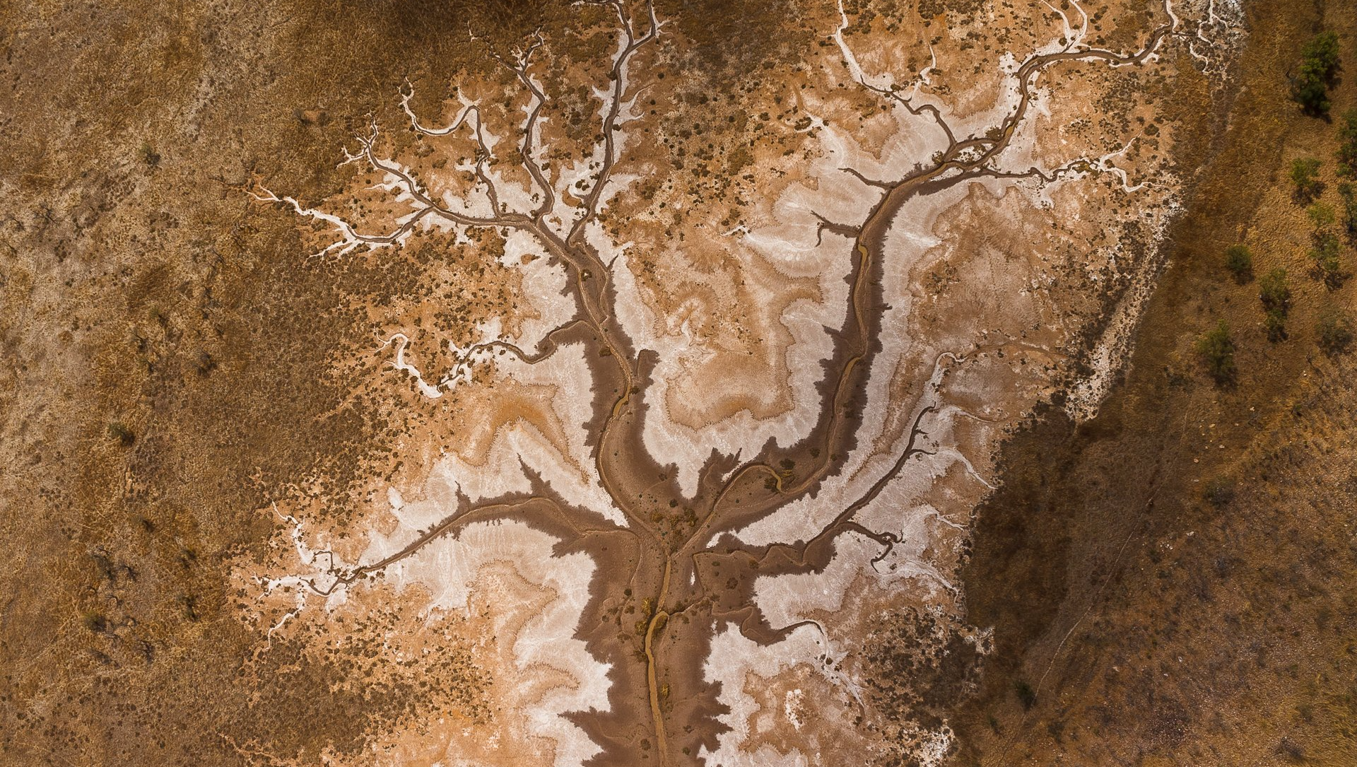 Dried-up riverbed resembling a tree, white and brown textures, aerial view.