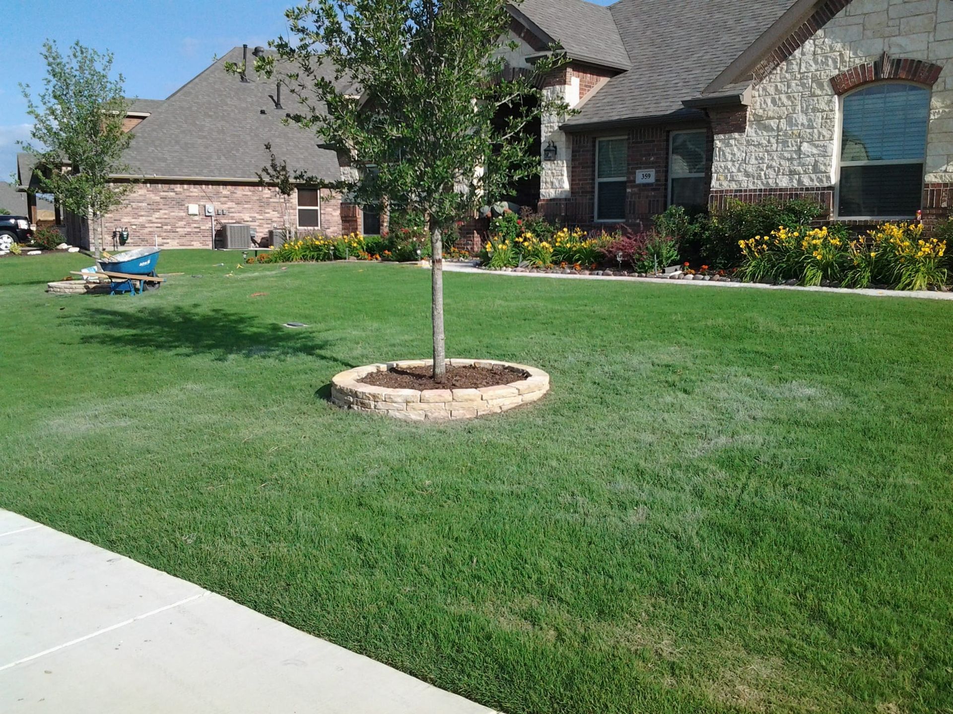 A tree in the middle of a lush green lawn in front of a house